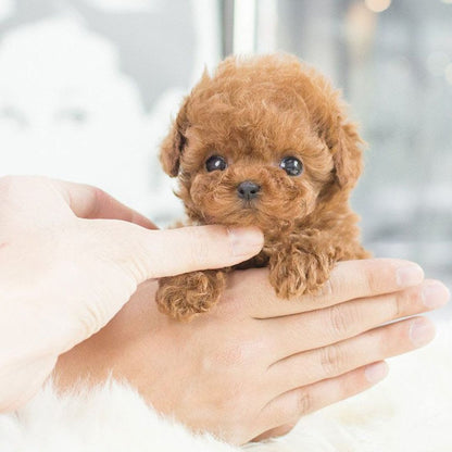 Interactive Puppy Toy – Realistic Movements with Sound 3